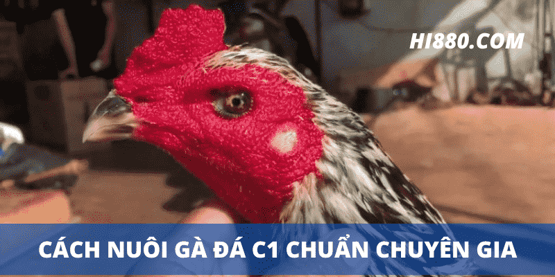 Cách nuôi gà đá C1 chuẩn chuyên gia