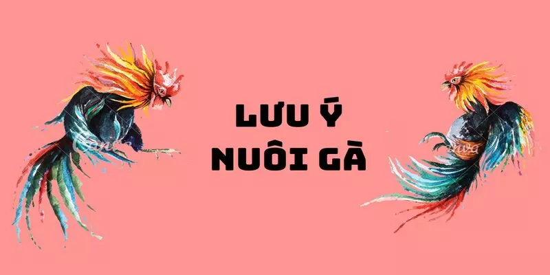 luu ý khi nuôi gà