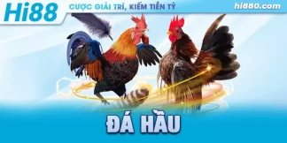 gà đá hầu kiềng là gì