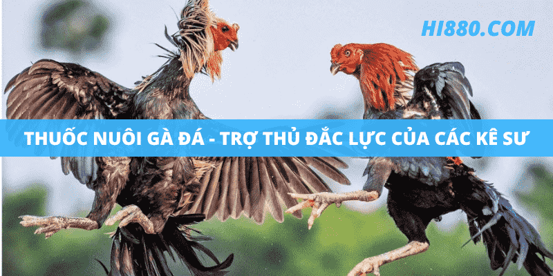 Thuốc nuôi gà đá - trợ thủ đắc lực của các kê sư tại nhà Hi88