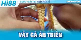 vảy gà án thiên có tốt không