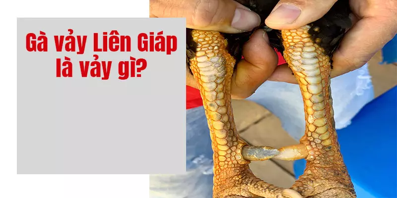 vảy liên giáp