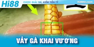 vảy gà khai vương