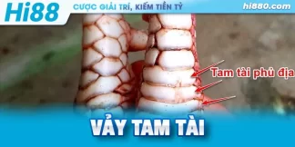 vảy gà tam tài