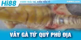 vảy gà tứ quý phủ địa có tốt không