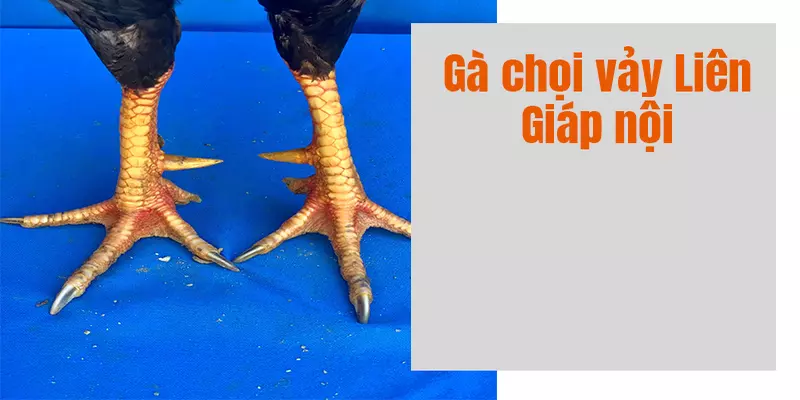 gà chọi 